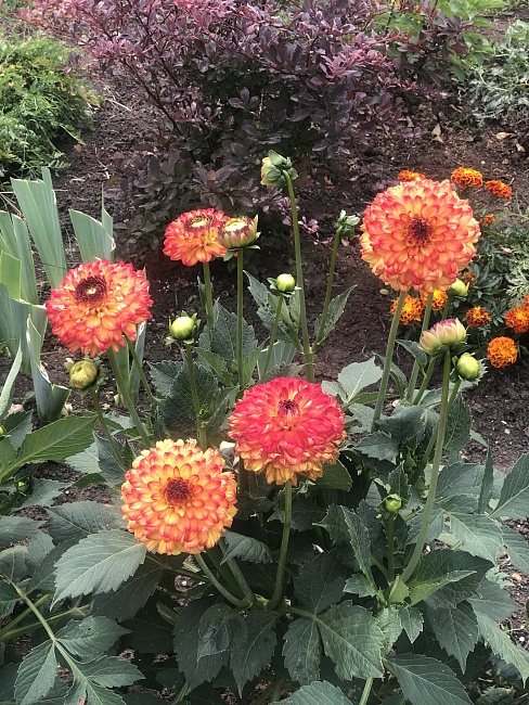 Георгина Айкун  1 шт  